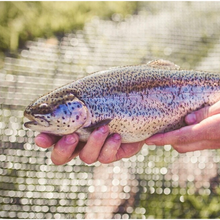 Load image into Gallery viewer, Whole Trout from Smoke In Chimneys
