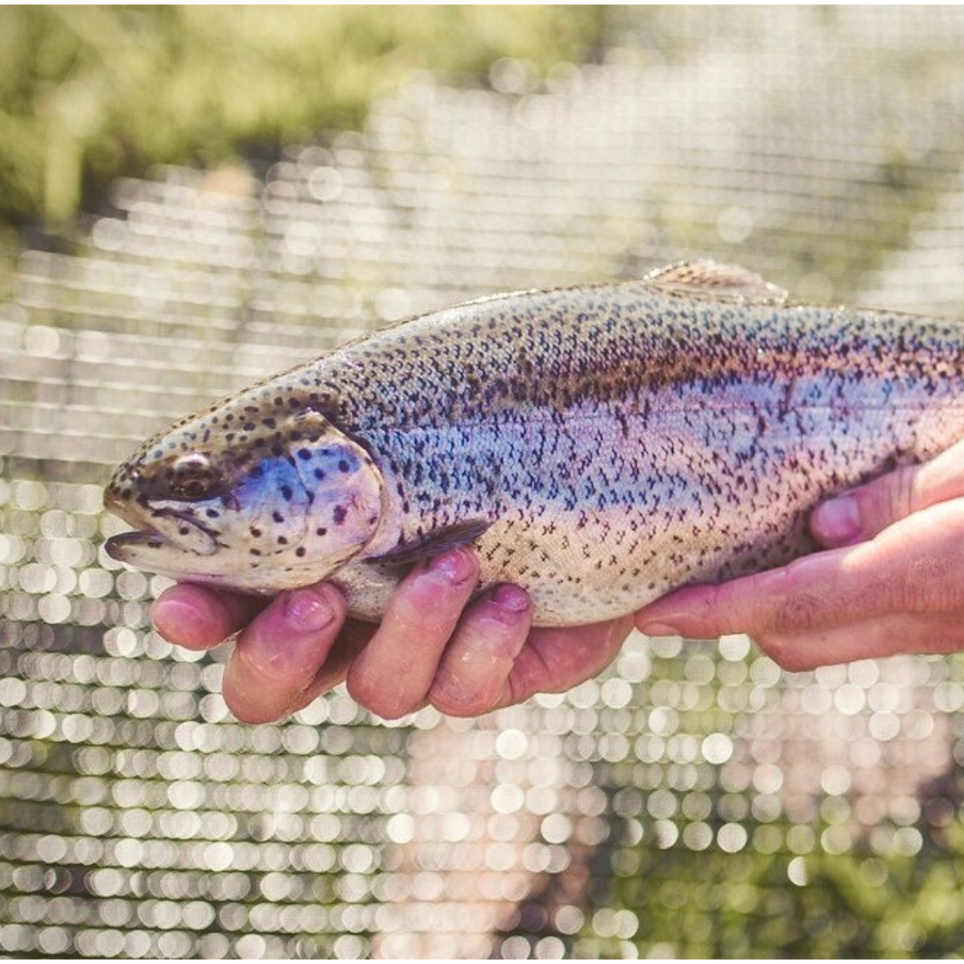 Whole Trout from Smoke In Chimneys